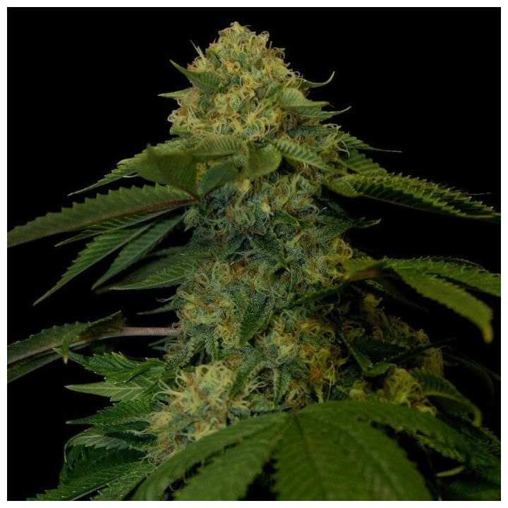 Holy Grail Kush