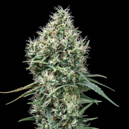 Lemon OG Kush