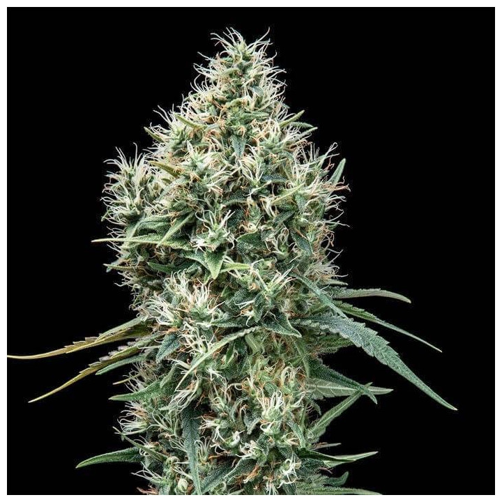 Lemon OG Kush