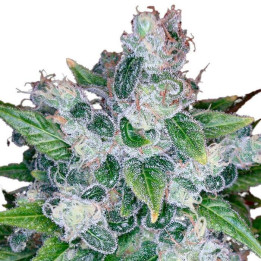 Kandy Kush