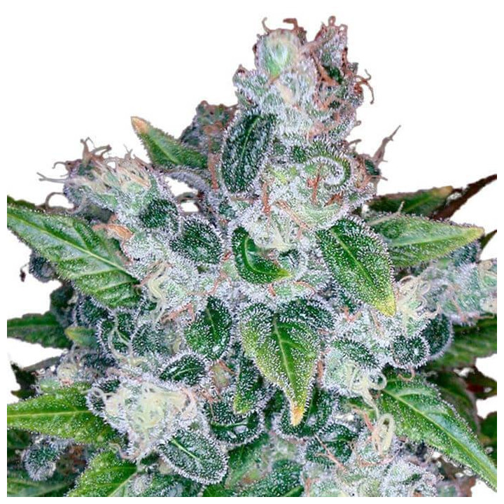 Kandy Kush