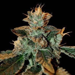Catacrac Kush