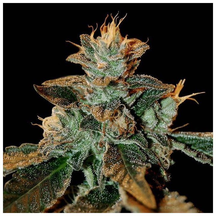 Catacrac Kush