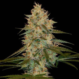 Chocolope