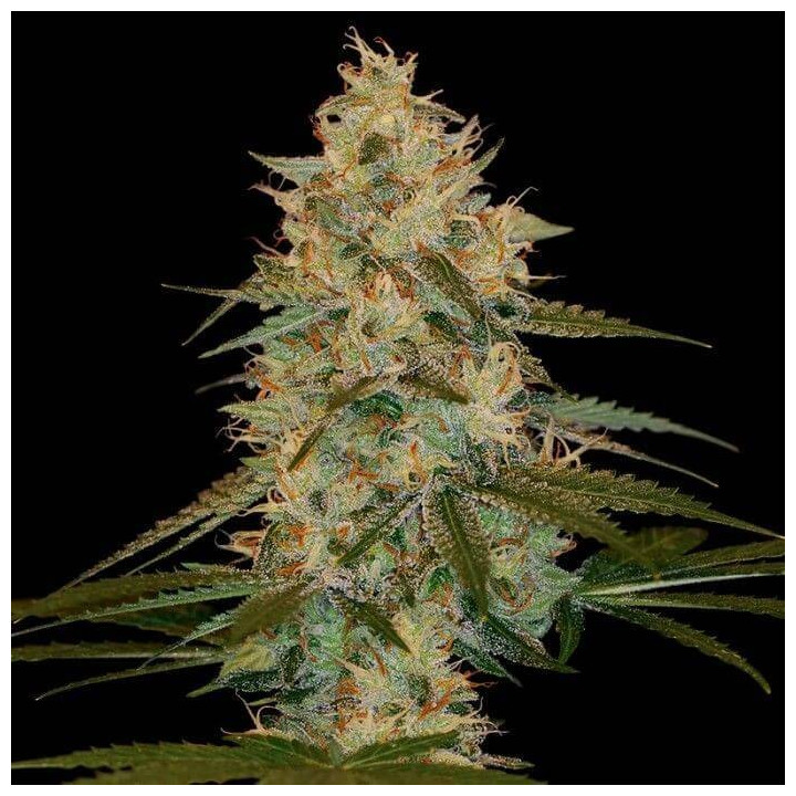 Chocolope