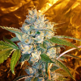 Kosher Kush