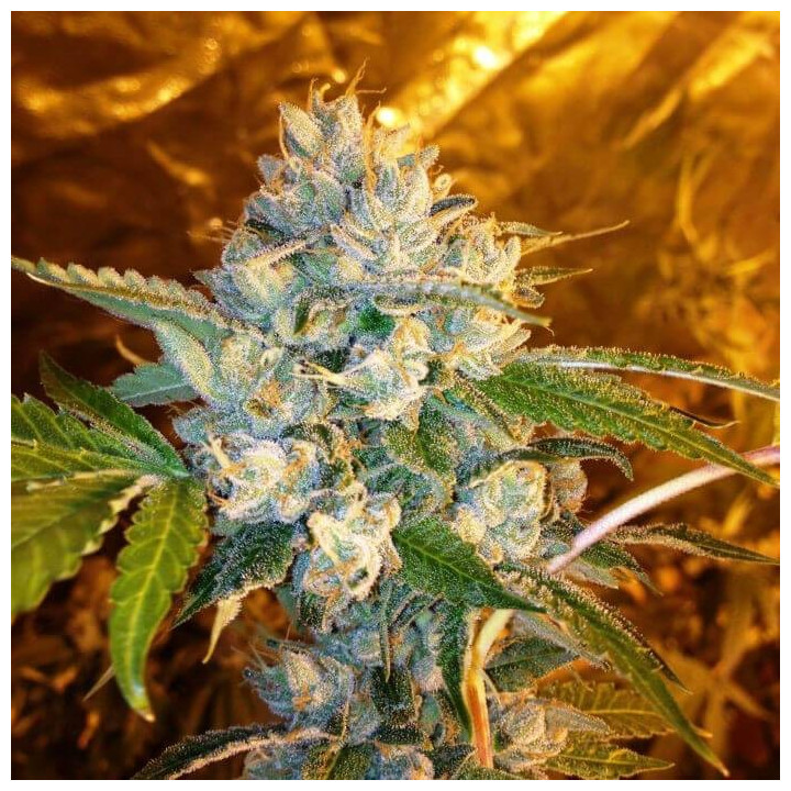 Kosher Kush