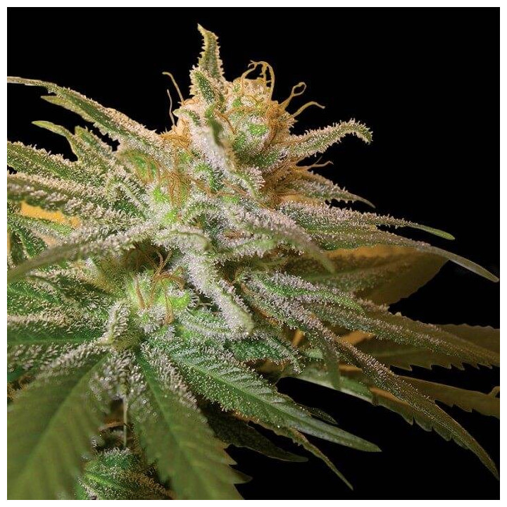 Kushberry