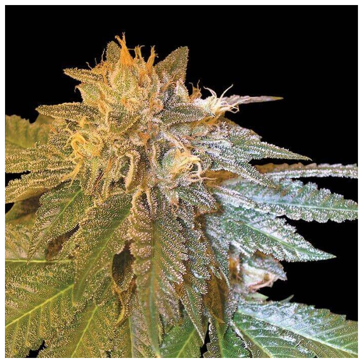 LA Confidential