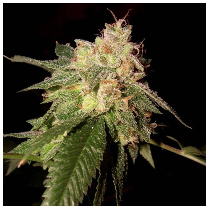 OG Kush