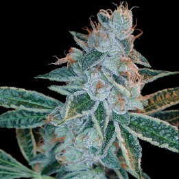 Skywalker Kush