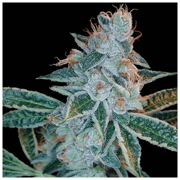 Skywalker Kush