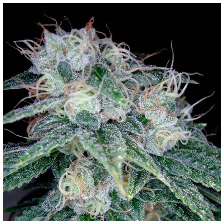 Sour Diesel