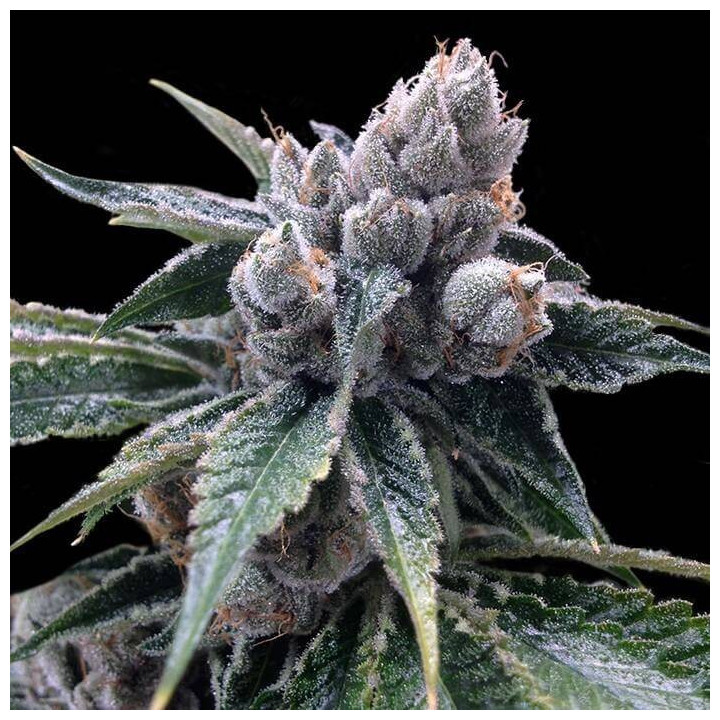White Walker Kush
