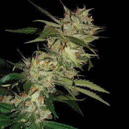 Sleestack X Skunk
