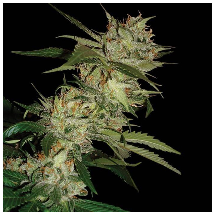 Sleestack X Skunk