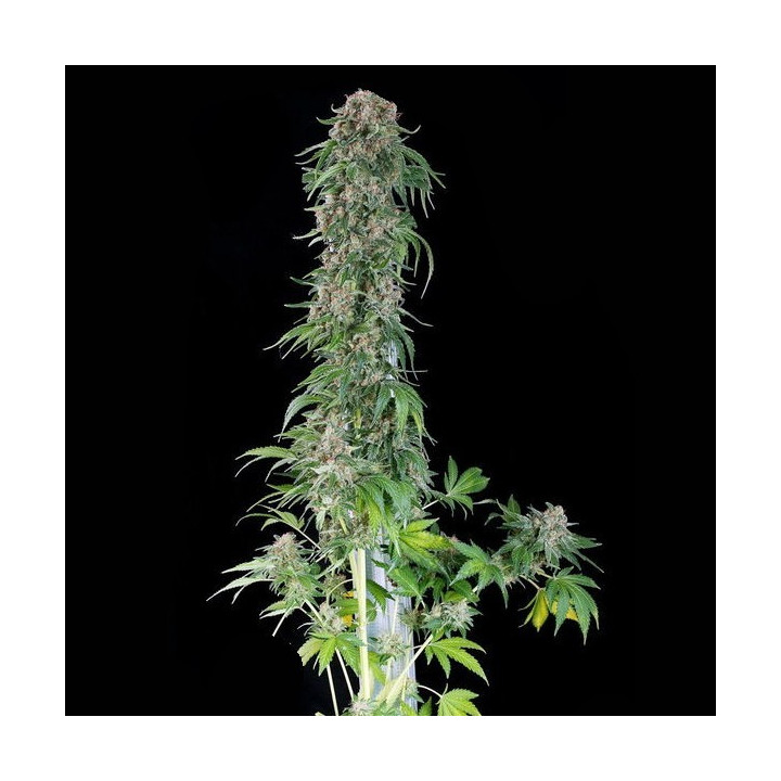 White Siberian (Dinafem)