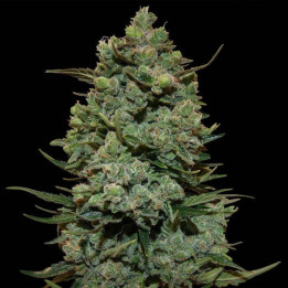 Blueberry OG