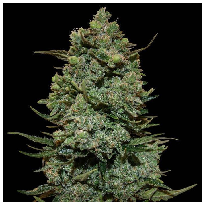 Blueberry OG