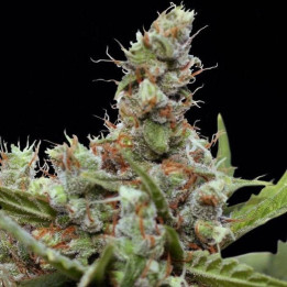 CBD Blue Shark