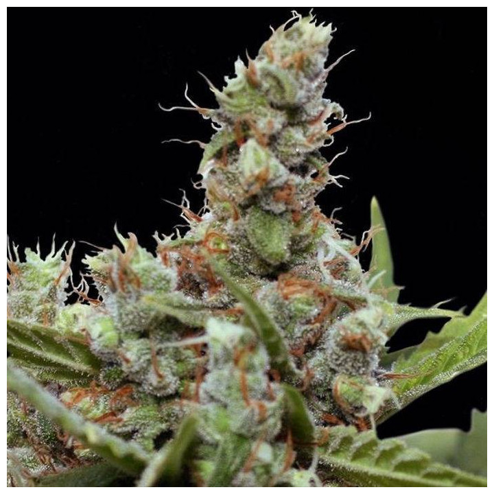 CBD Blue Shark