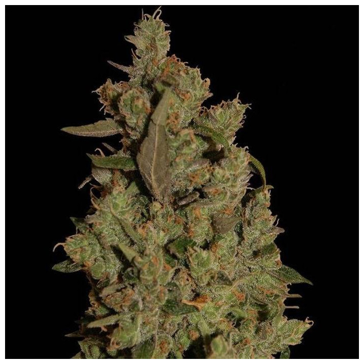 CBD Critical Cure