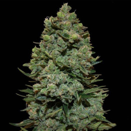 Cookies Kush