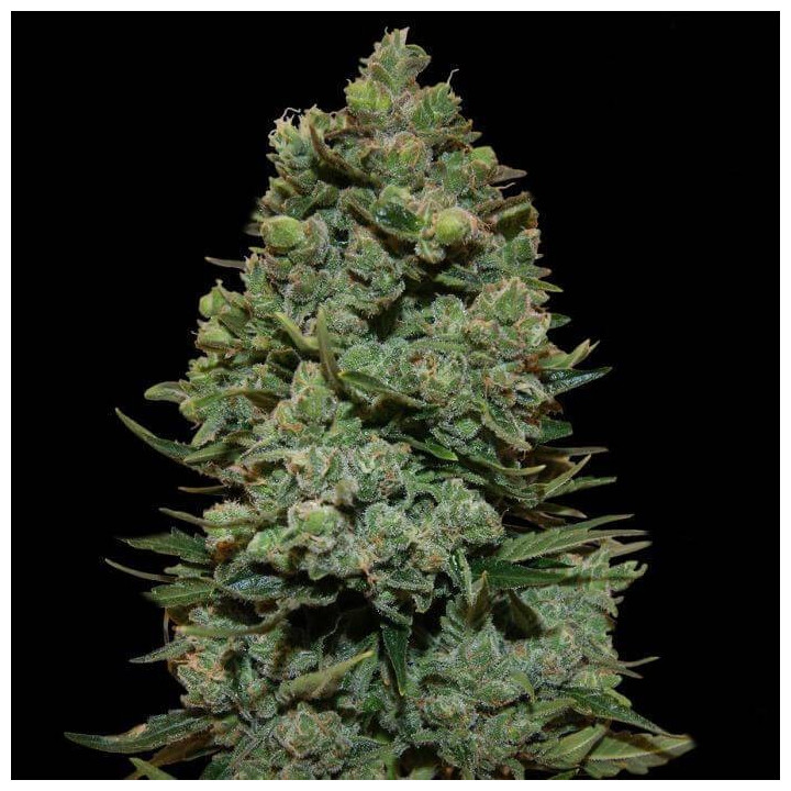 Cookies Kush