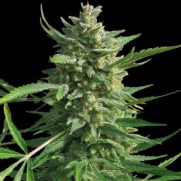 Critical Kush