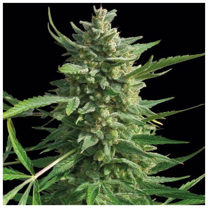Critical Kush