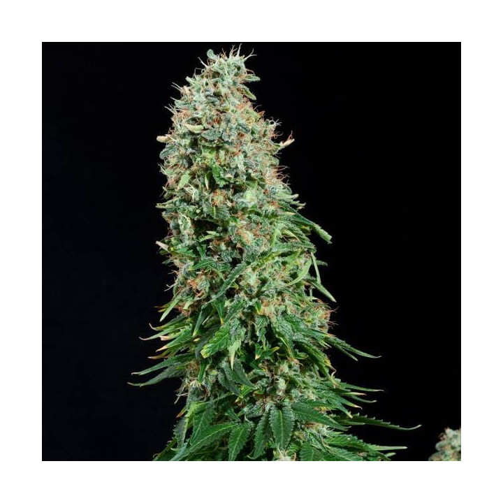 White Siberian (Dinafem)
