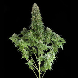 White Siberian (Dinafem)