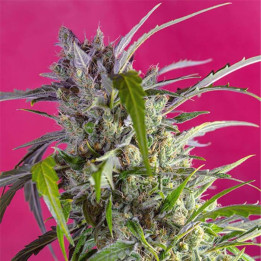 Crystal Candy Auto (Sweet Seeds)