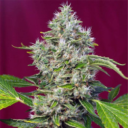 San Fernando Lemon Kush (Sweet Seeds)