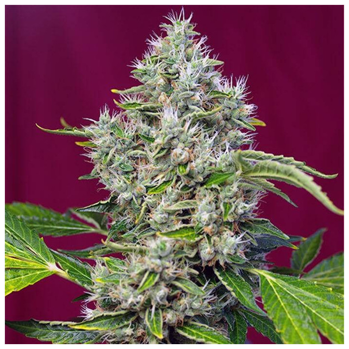 San Fernando Lemon Kush (Sweet Seeds)