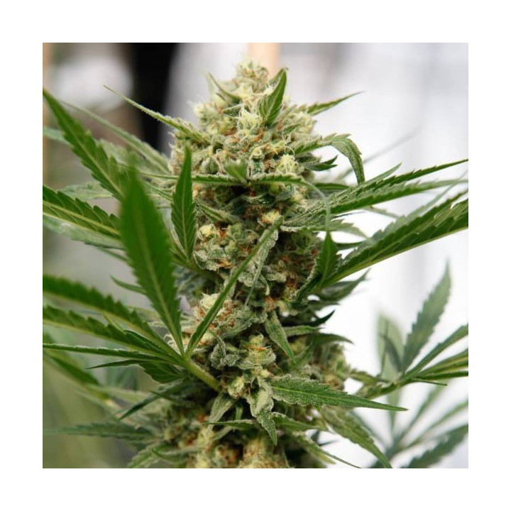 Sweet Deep Grapefruit (Dinafem)