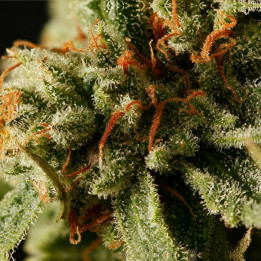 Sweet Deep Grapefruit (Dinafem)