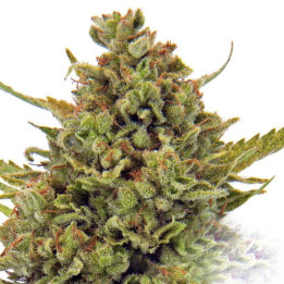 Acapulco Gold