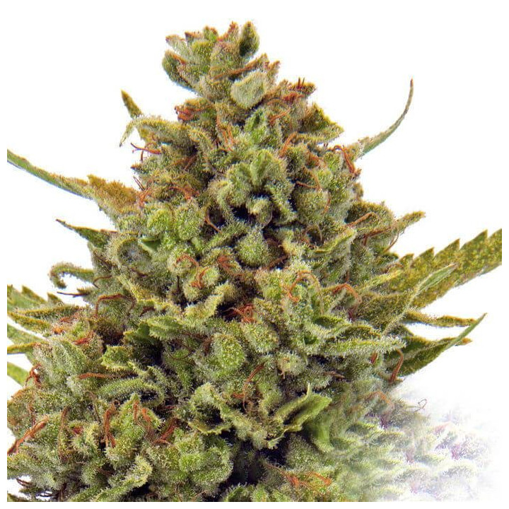 Acapulco Gold
