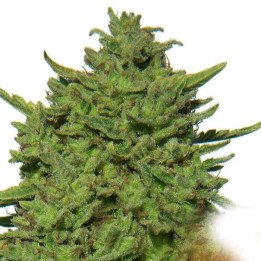 Amnesia Lemon