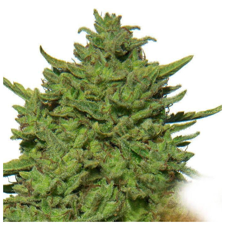 Amnesia Lemon