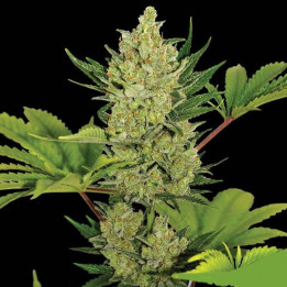 Blue Cheese Auto