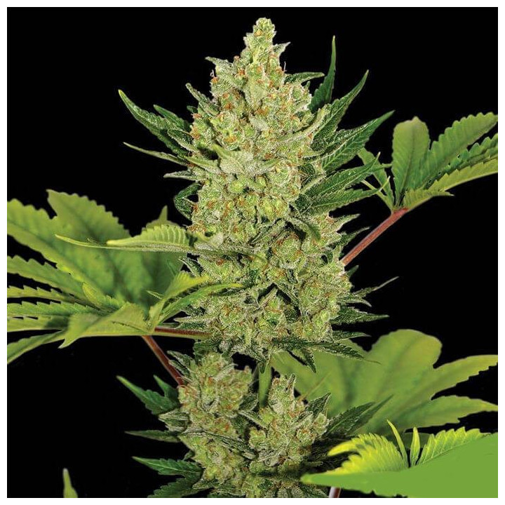 Blue Cheese Auto