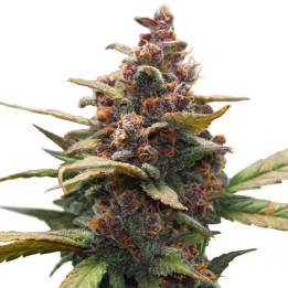 Ayahuasca Purple
