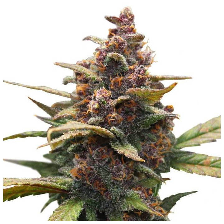 Ayahuasca Purple