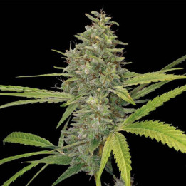 G13 Haze
