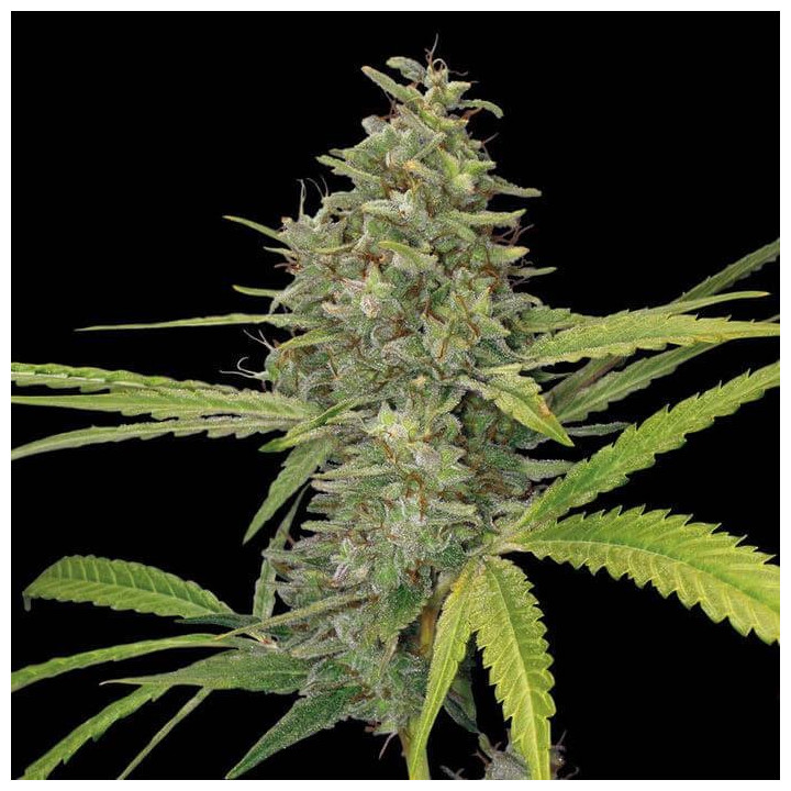 G13 Haze