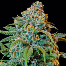 Liberty Haze