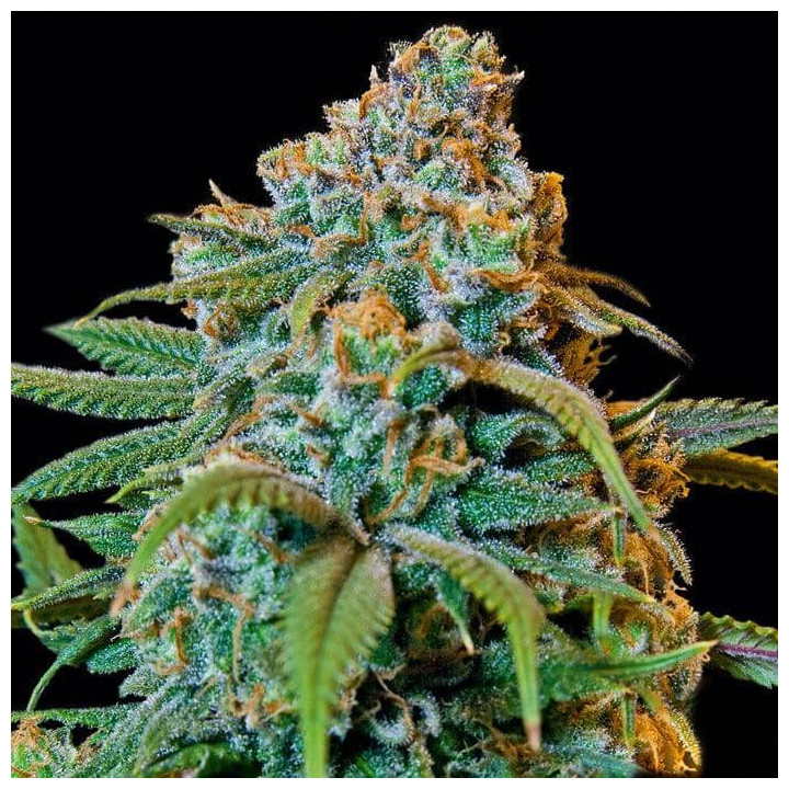 Liberty Haze