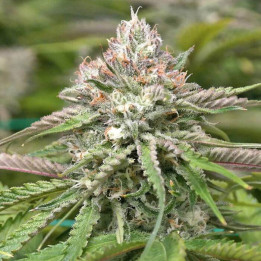 Peyote Cookies